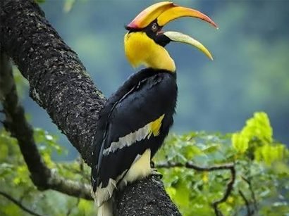 birding-orchid-executive-koynanagar1