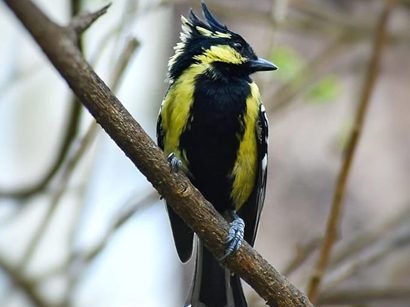 birding-orchid-executive-koynanagar2